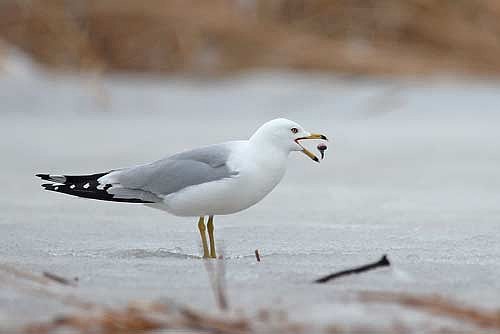 A ring-billed gull came as about the only photographic production from my broken hand adventure on Chequamegon Bay. (Photo by Blake Richard/River News)