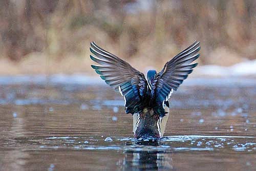 A drake wood duck stretches his wings on a beaver pond in the Chequamegon Nicolet National Forest. The scientific name for a wood duck, Aix sponsa, translates to something along the lines of “betrothed waterbird.” (Photo by Blake Richard/River News)