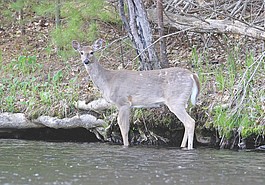 Lead photo