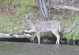 Lead photo