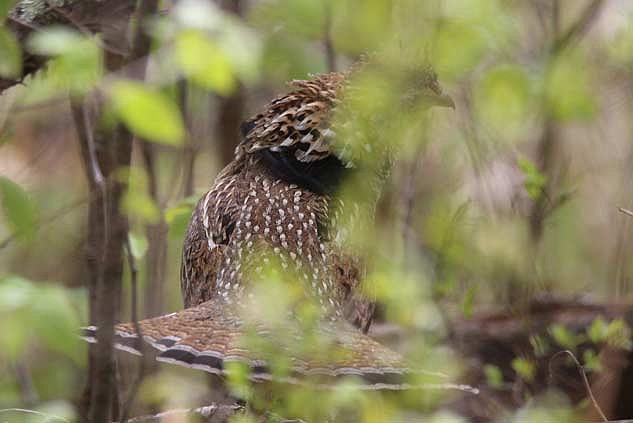 The ruffed grouse roadside drumming survey results for 2026 showed an 11 percent decrease in statewide drumming activity compared to 2025. (Photo by Blake Richard/River News)