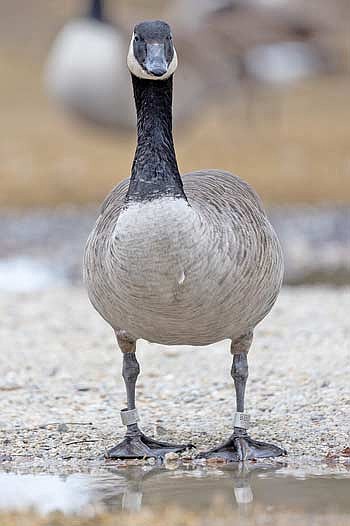 Traditional silver leg bands contrast with the black leg of a Canada goose, and can be more easily sighted during flight. (Photo by Blake Richard/River News)