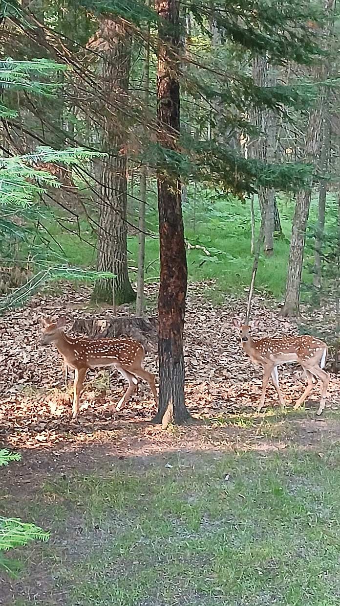 Dale Streubel’s picture of two fawns. (Contributed photograph)