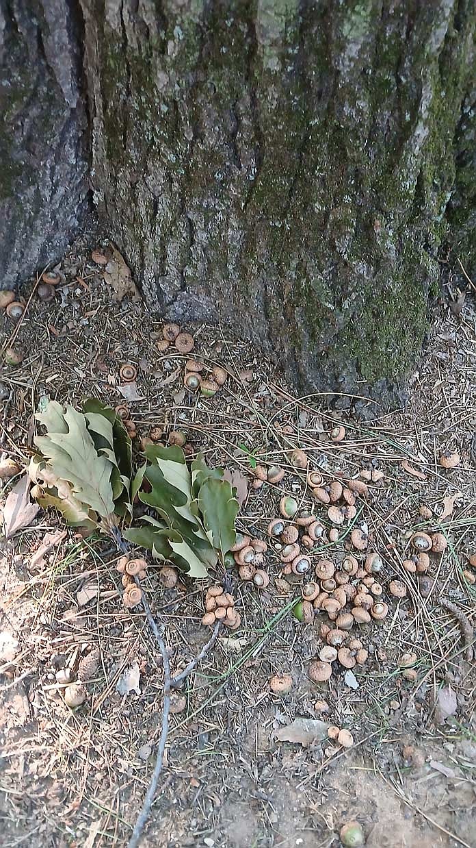 A picture from Dale Streubel of acrons that fell early. (Contributed photograph)