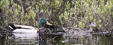 NRB sets 2013 waterfowl hunting seasons