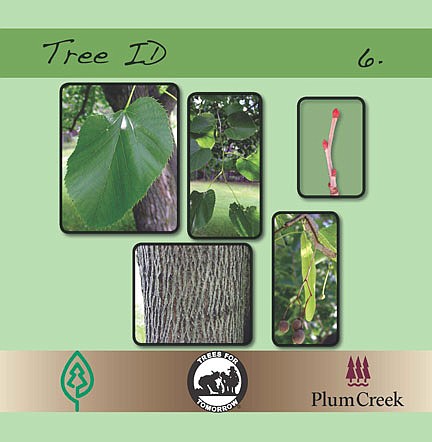 Plum Creek donates to Trees for Tomorrow project