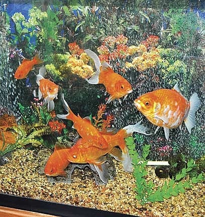Backyard sinkhole leads to unique goldfish collection