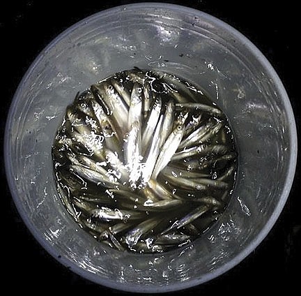 The peculiar joy of smelting