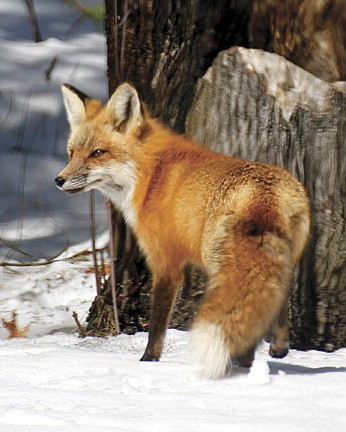 Red fox a capable hunter