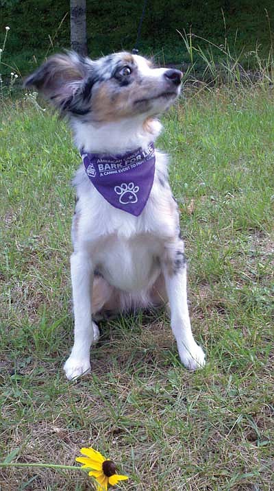 American Cancer Society planning unique fundraiser for dogs, owners and community