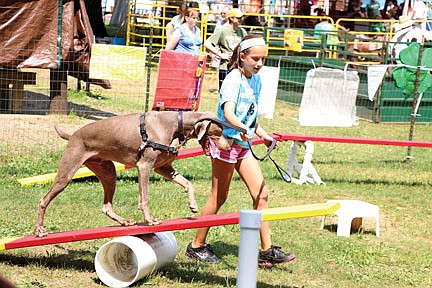 Pawzitive Outdoor Games to challenge canines