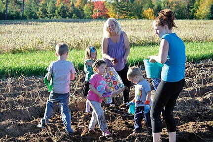 Picking potatoes