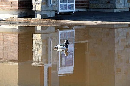 Parking lot duck draws attention