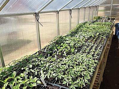 Food pantry greenhouse has successful first year