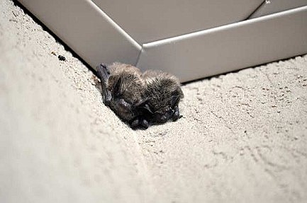 Free public nature program on bats Aug. 27