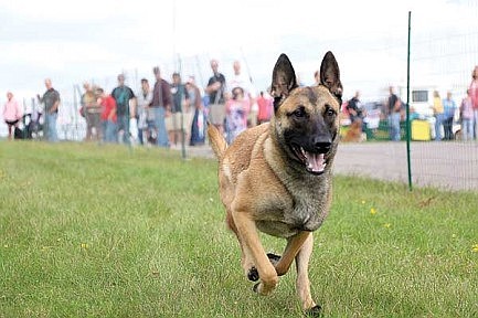 Pawzitive Outdoor Games winners announced