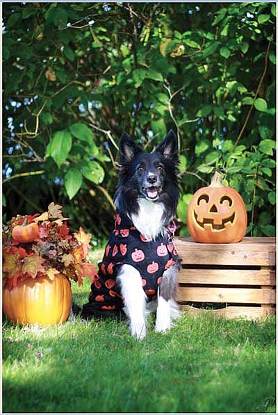 Bark in the Dark set for Oct. 17
