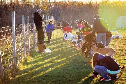 Bark in the Dark draws crowd of costumed canines