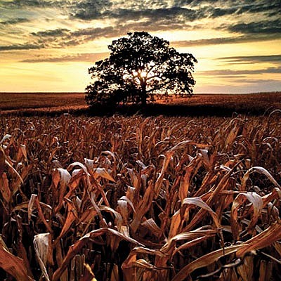 Life-inspiring That Tree photo presentation free Dec. 8 at Nicolet College