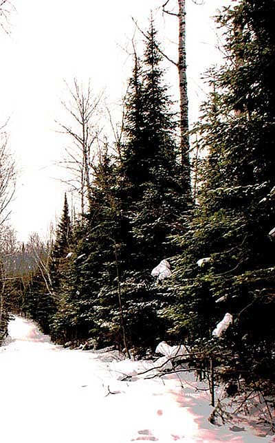 CNNF holiday tree-cutting permits available