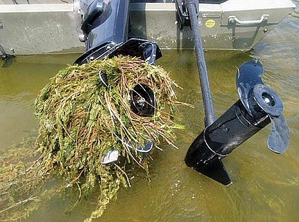 Invasive Impacts: Hancock Lake 