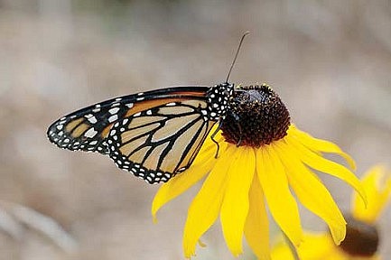 Monarch butterflies to be released at YMCA Friday 