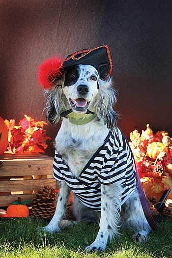 Dogs to take a bite out of cancer at Bark in the Dark Oct. 15