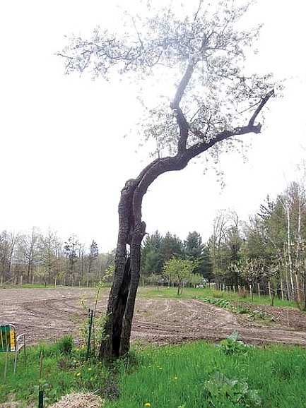The family tree