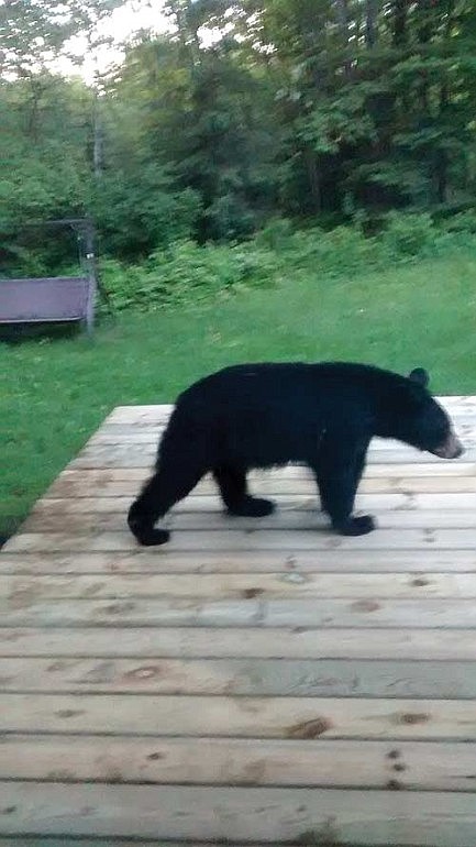 Newbold bear