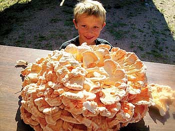 Huge mushroom the highlight of latest  Hodag Farmers Market