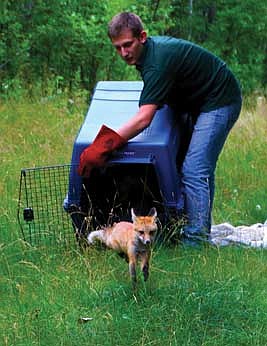 Northwoods Wildlife Center releases three red foxes