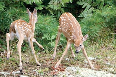 Bambi tag