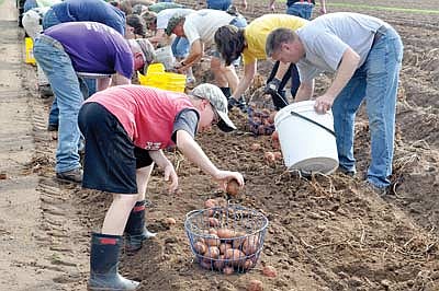 Mud and spuds: Community supports food pantries by picking potatoes