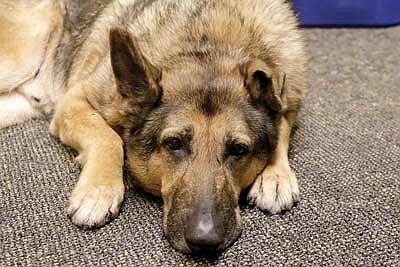 City to host retirement ceremony for police dog