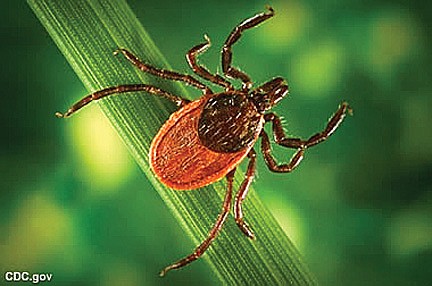 #FighttheBite!  Take action to prevent  tick and mosquito bites