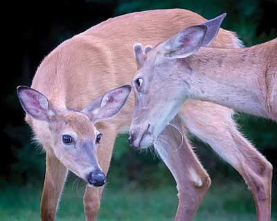 NRB makes decision on deer carcass movement, deer farm fencing 