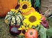 Hodag Farmers' Market transitioning into fall