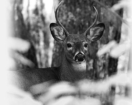 CWD sampling opportunities available for deer season