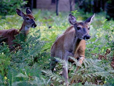 Vilas County CDAC proposes fewer doe tags in 2019