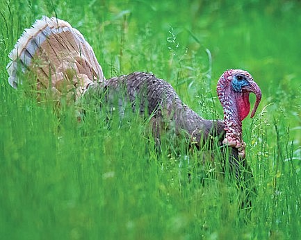2019 turkey harvest very similar to 2018 