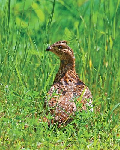 Impetus behind grouse population declines still unsure