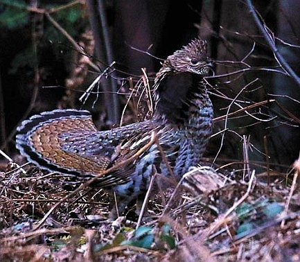 DNR asking for samples of harvested grouse to test for West Nile virus