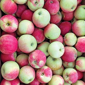 Apple season at the Hodag Farmers Market
