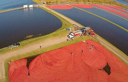 It's cranberry season in the Northwoods