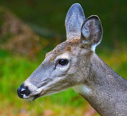 Drop-off sites established across the Northwoods for CWD testing