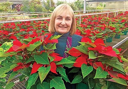 Kiwanis holiday poinsettia fundraiser underway