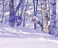 Photo detail