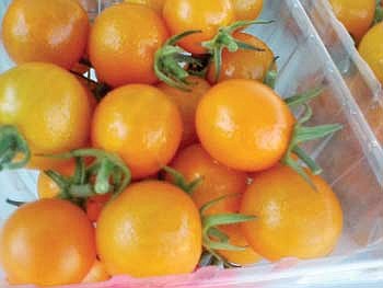 Hodag Farmers Market report:  A case of writer's block