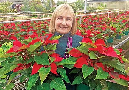 Poinsettia sale 