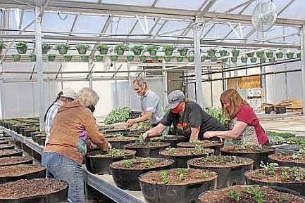 Enhancing Rhinelander's downtown: Annual DRI flower basket project still going after 14 years